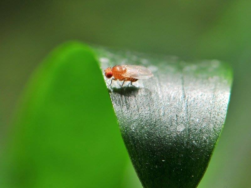 Mogu li voćne mušice biti uzgajane za otkrivanje raka?