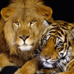 Bitke mačaka: lav protiv tigra