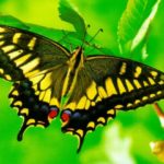 Zanimljive činjenice o leptirima