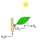 Solarne ćelije na bazi fotosinteze