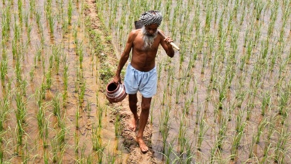 Preko 12,000 samoubistava seljaka u Indiji
