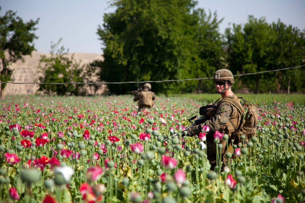NATO vojnici patroliraju poljima opijumskog maka