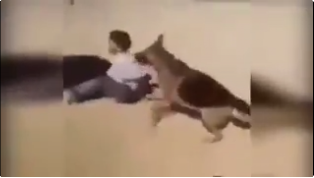 Palestina: Izraelski naseljenici nahuškali psa na dete (VIDEO)