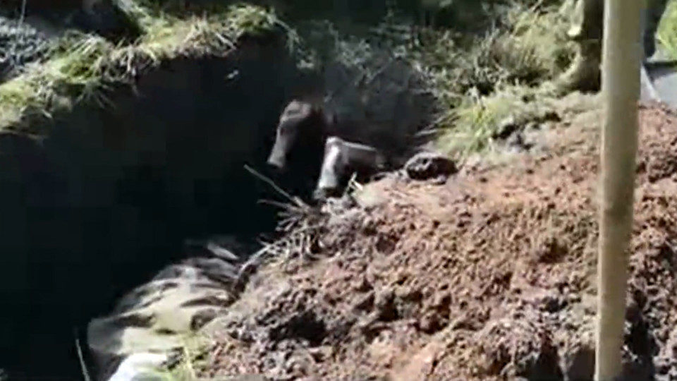 Ukrajinska vojska zakopava živog zarobljenika iz Donbasa! (VIDEO)