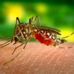 Kuba sprečava Zika virus dok SAD proglašava vanredno stanje u Portoriku
