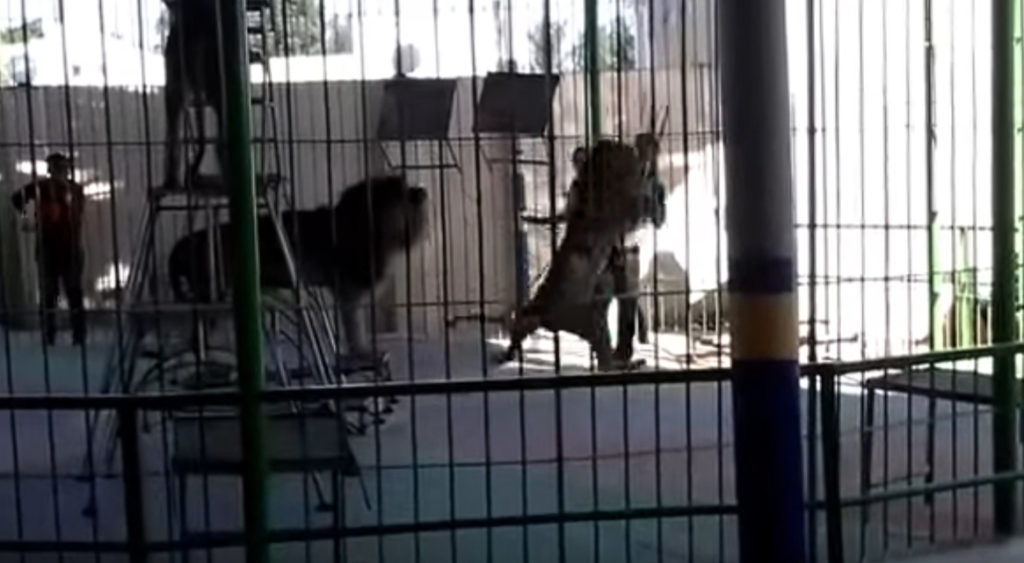 Lav ubio trenera divljih mačaka u Aleksandriji (VIDEO)