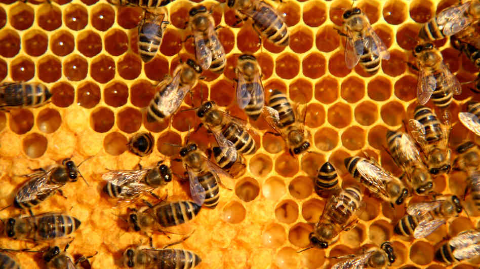 Toksični pesticidi pronađeni u 3/4 svetskog meda