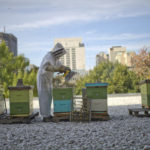 Istraživanje: Pčele se sele u gradove da bi preživele!