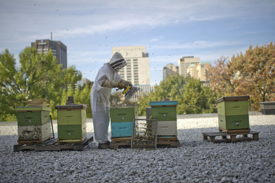 Istraživanje: Pčele se sele u gradove da bi preživele!