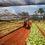 Kako je kubanska poljoprivreda prešla sa industrijske na samoodrživu (VIDEO)