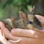 U Australiji potvrđeno izumiranje još 13 životinjskih vrsta