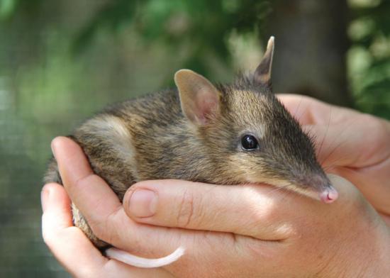 U Australiji potvrđeno izumiranje još 13 životinjskih vrsta