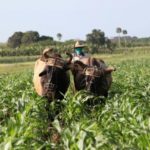 Kuba uvela 63 mere za povećanje proizvodnje hrane