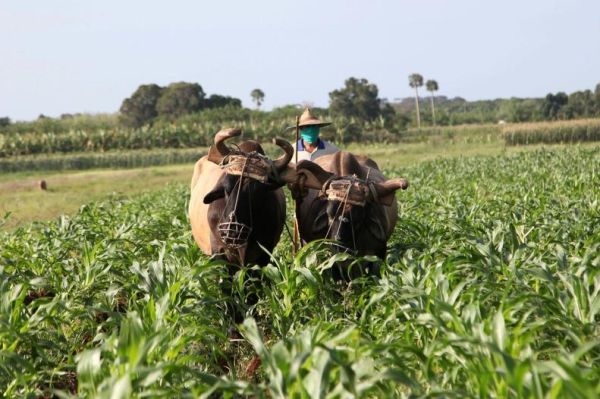 Kuba uvela 63 mere za povećanje proizvodnje hrane
