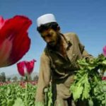 Talibani zabranili uzgoj maka